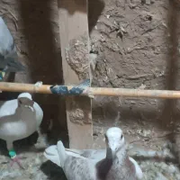 کفتر ده عدد|پرنده|سبزوار, شرق کال شمالی|دیوار