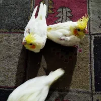 ۳ تا عروس هلندی جوجه