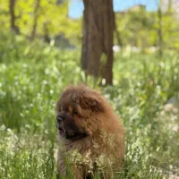 فروش سگ چائو چائو|سگ|اراک, |دیوار