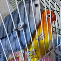 طوطی فیشر برزیلی سالم بامزه (دستی)