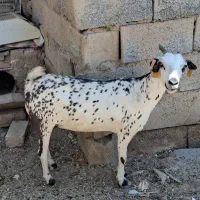 بزماده