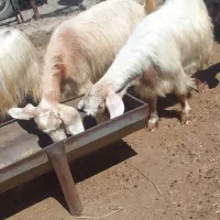 بز دامازدخ