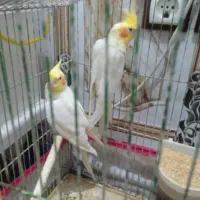 جفت عروس هلندی لوتینیو مولد|پرنده|رامشیر, |دیوار