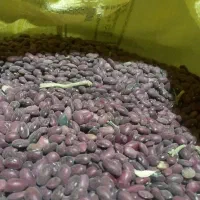 لوبیا سفید و قرمز|خوردنی و آشامیدنی|نوبران, |دیوار