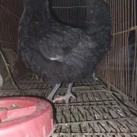 سه عدد جوجه مینیاتوری