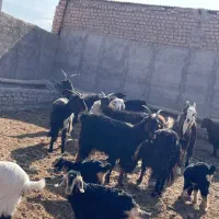 بز.بزغاله.میش.بره.گوسفند