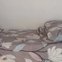تشک تخت