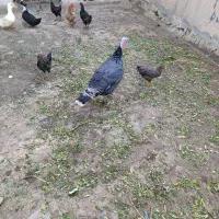 بوقلمون ماده سنگین وزن.|حیوانات مزرعه|کرج, خرمدشت|دیوار