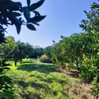 باغ پرتقال بافت مسکونی ساری-قائمشهر (ارطه)