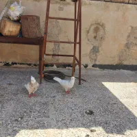 طوقی لیمویی،الماسی