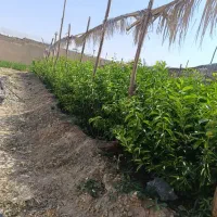 نهال درخت مرکبات سیاه درخت