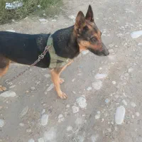 فروش فوری ژرمن‌