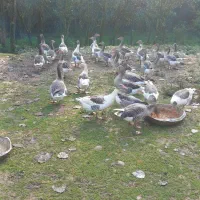 فروش غاز|حیوانات مزرعه|سیاهکل, |دیوار