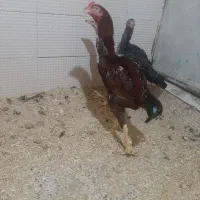 خروس لاری اوشامو