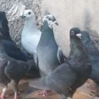 ده تا نوک موشی|پرنده|خورموج, |دیوار