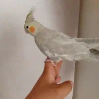 عروس هلندی نر