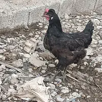 مرغ محلی اصیل قلم سبز