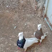 ی جفت طوقی عتیقه|پرنده|امیدیه, |دیوار