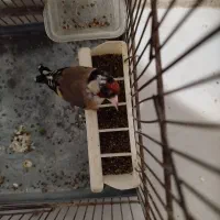 سهره نر. حنجره دار کشیده .