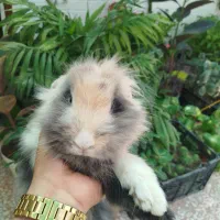 خرگوش همستر خوکچه