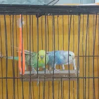 جفت مرغ عشق|پرنده|شیروان (خراسان), |دیوار