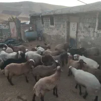 گوسفند نر|حیوانات مزرعه|هرسین, |دیوار