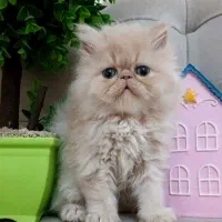 گربه پرشین|گربه|رشت, صفاری|دیوار