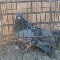 کبوتر نر عالی|پرنده|کاشان, مشکات|دیوار