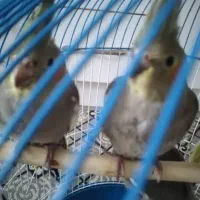 جوجه عروس هلندی به فروش میرسد|پرنده|رشت, سعدی (تختی)|دیوار