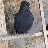 کفتر غلاق دمگیر