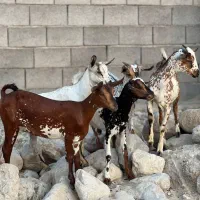 عربی