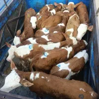 دامداری انصاری گوساله سیمینتال