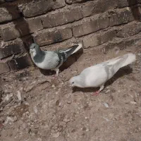 سلام دوستان گرامی جفت نرتیره یه گل دم داره|پرنده|اقبالیه, |دیوار