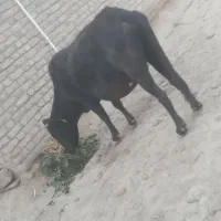 گاو|حیوانات مزرعه|فراغی, |دیوار