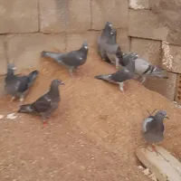 کبوتر پلاکی|پرنده|مسجد سلیمان, |دیوار