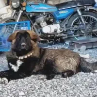 توله لاس|سگ|فولادشهر, زاینده رود|دیوار