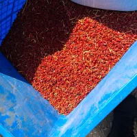 زرشک سرلیزری