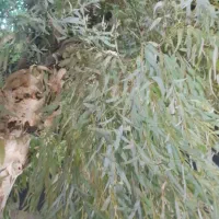 زمین کشاورزی