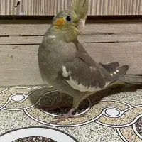 جوجه عروس هلندی دوماهه|پرنده|فردیس, ثابتی|دیوار