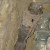 این 4عددکفتر گمشده ب یابنده مژدگانی خوب داده میشود|پرنده|بیجار, |دیوار