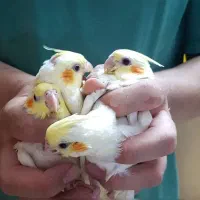 عروس هلندی و گرینچیک