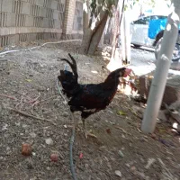 خروس اصیل محلی|حیوانات مزرعه|شیراز, شهرک بهار|دیوار