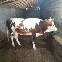 گاو ماده سیمینتال