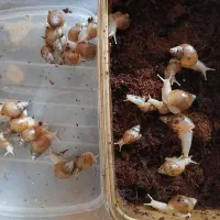 ۷۵تا حلزون آچاتینا  آلبینو ۲.۵ الی ۴.۵ سانتی