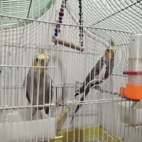 عروس هلندی نر و ماده جوون آماده جفت‌گیری