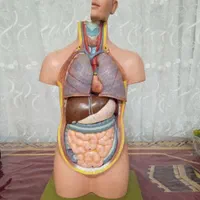 مولاژ اناتومی بدن انسان اموزشی مناسب اموزش
