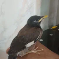 جوجه مینا  سرحال