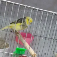 قناری گلستر