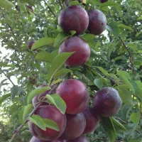 عرضه انواع نهال با گواهی سلامت وبا لیبل