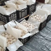 پرورش قارچ با سرمایه کم